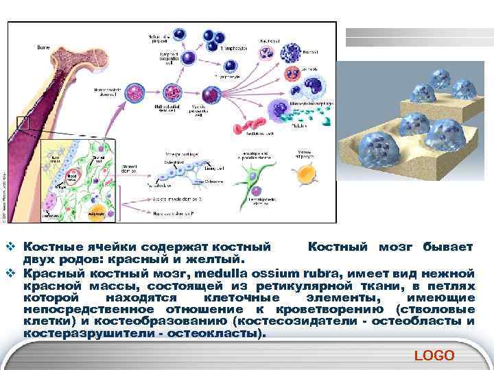 v Костные ячейки содержат костный Костный мозг бывает двух родов: красный и желтый. v