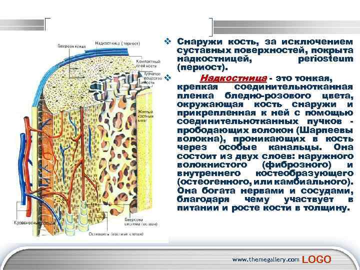 Чем покрыта кость снаружи. Снаружи кость покрыта надкостницей. Соединительная ткань, покрывающая кость. Костная ткань снаружи покрыта. Остеогенные клетки надкостницы.