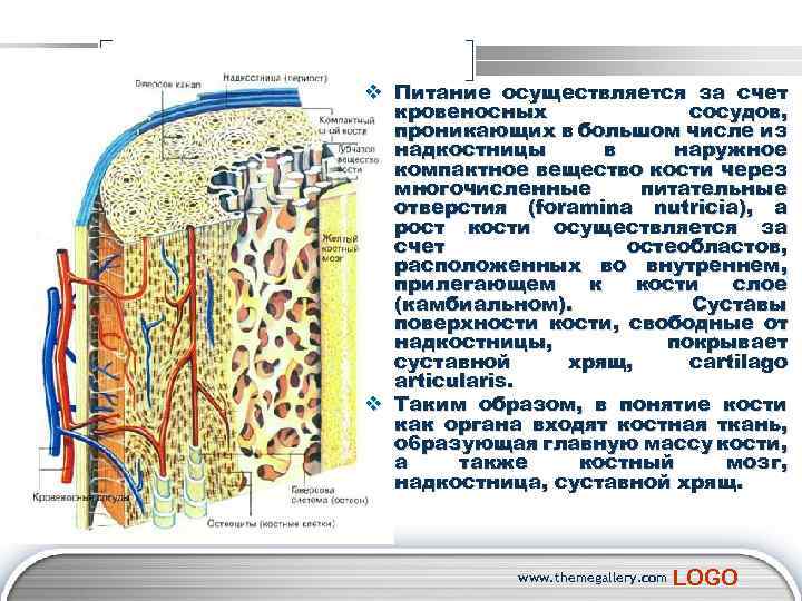 v Питание осуществляется за счет кровеносных сосудов, проникающих в большом числе из надкостницы в