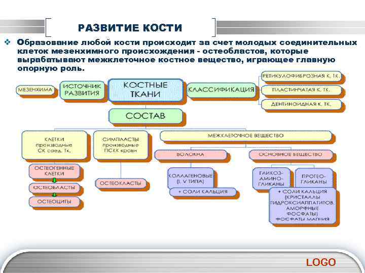 РАЗВИТИЕ КОСТИ v Образование любой кости происходит за счет молодых соединительных клеток мезенхимного происхождения