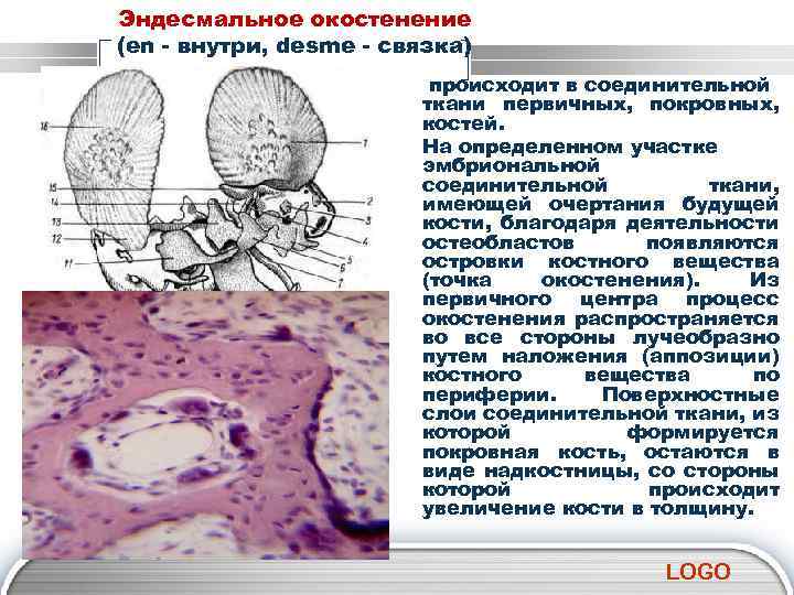 Эндесмальное окостенение (еn - внутри, desme - связка) происходит в соединительной ткани первичных, покровных,