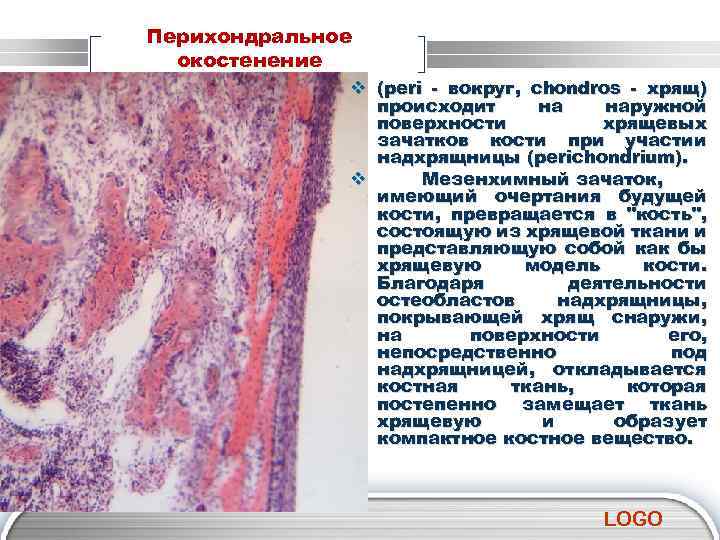 Перихондральное окостенение v (рeri - вокруг, chоndrоs - хрящ) происходит на наружной поверхности хрящевых