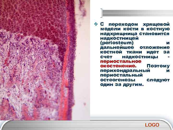 v С переходом хрящевой модели кости в костную надхрящница становится надкостницей (рeriоsteum) и дальнейшее