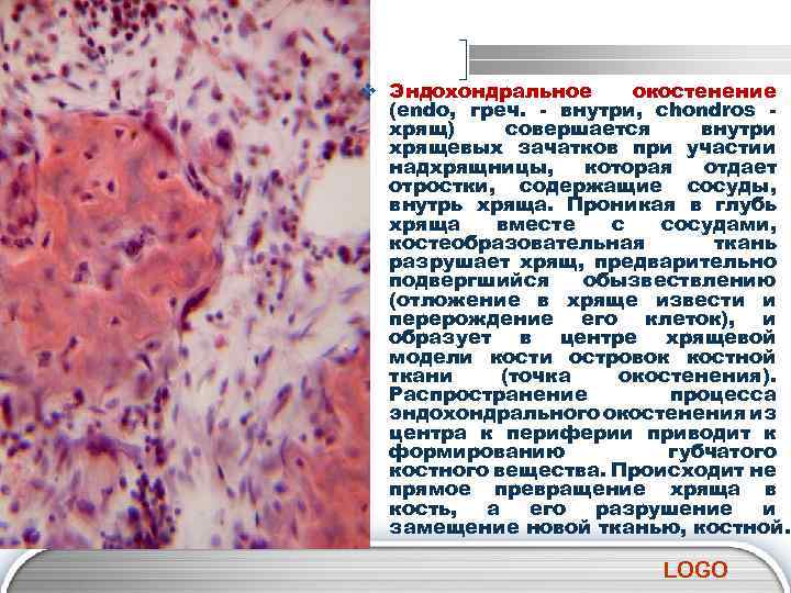 v Эндохондральное окостенение (endо, греч. - внутри, chоndrоs хрящ) совершается внутри хрящевых зачатков при