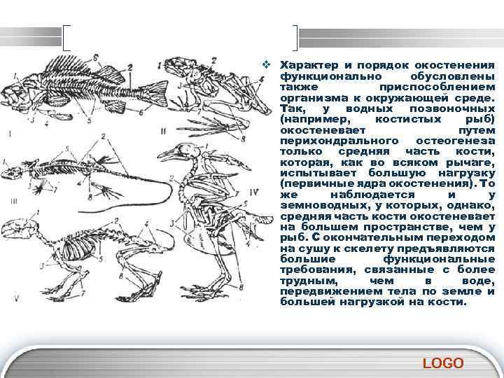 v Характер и порядок окостенения функционально обусловлены также приспособлением организма к окружающей среде. Так,