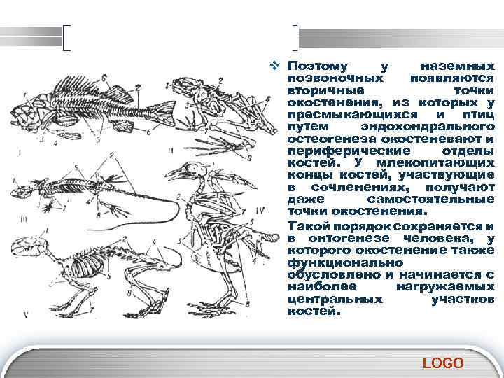 v Поэтому у наземных позвоночных появляются вторичные точки окостенения, из которых у пресмыкающихся и