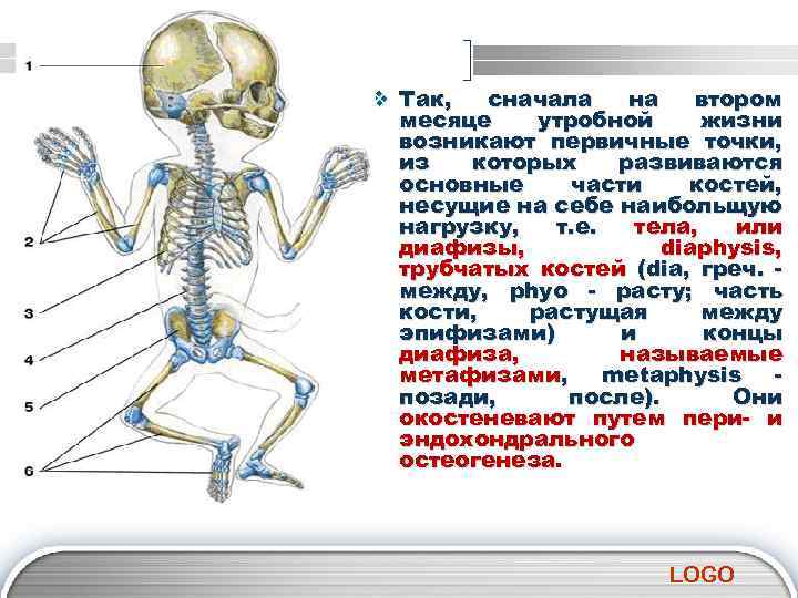 v Так, сначала на втором месяце утробной жизни возникают первичные точки, из которых развиваются