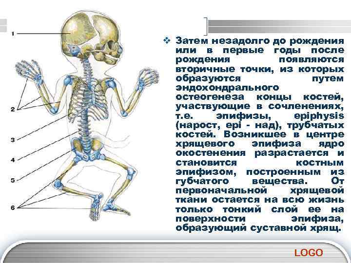 v Затем незадолго до рождения или в первые годы после рождения появляются вторичные точки,