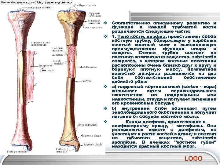 Основные функции кости. Строение диафиза трубчатой кости. Трубчатые кости функции. Функции диафиза трубчатой кости. Функции частей трубчатой кости.