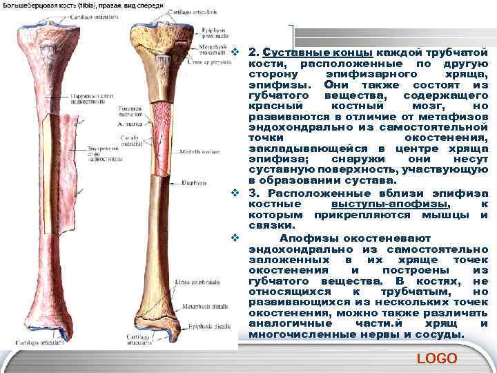 v 2. Суставные концы каждой трубчатой кости, расположенные по другую сторону эпифизарного хряща, эпифизы.