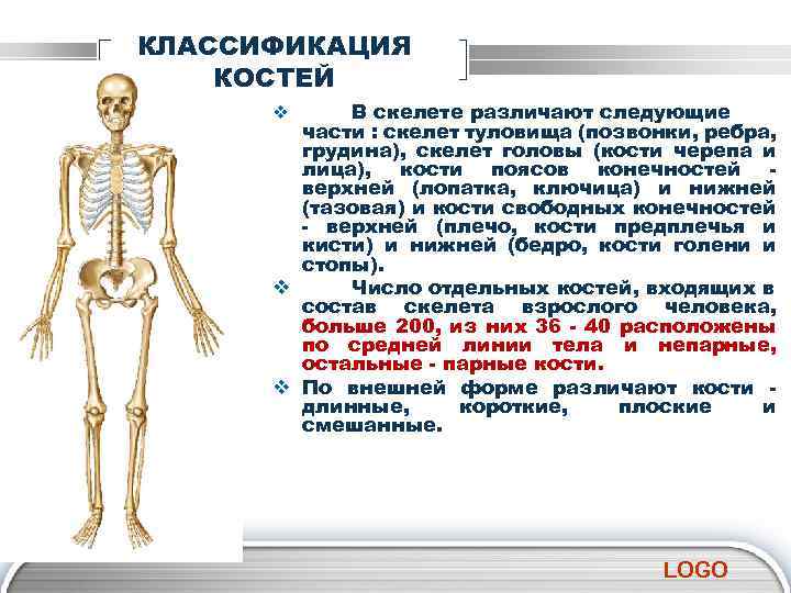 КЛАССИФИКАЦИЯ КОСТЕЙ В скелете различают следующие части : скелет туловища (позвонки, ребра, грудина), скелет