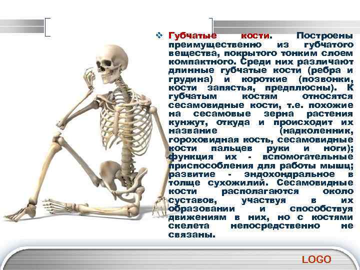 v Губчатые кости. Построены преимущественно из губчатого вещества, покрытого тонким слоем компактного. Среди них