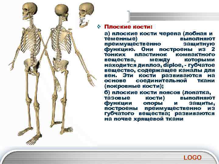 v Плоские кости: а) плоские кости черепа (лобная и теменные) выполняют преимущественно защитную функцию.