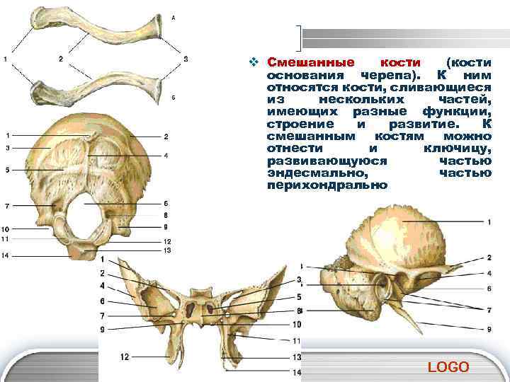 v Смешанные кости (кости основания черепа). К ним относятся кости, сливающиеся из нескольких частей,