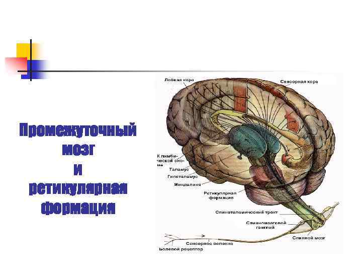 Промежуточный мозг и ретикулярная формация 