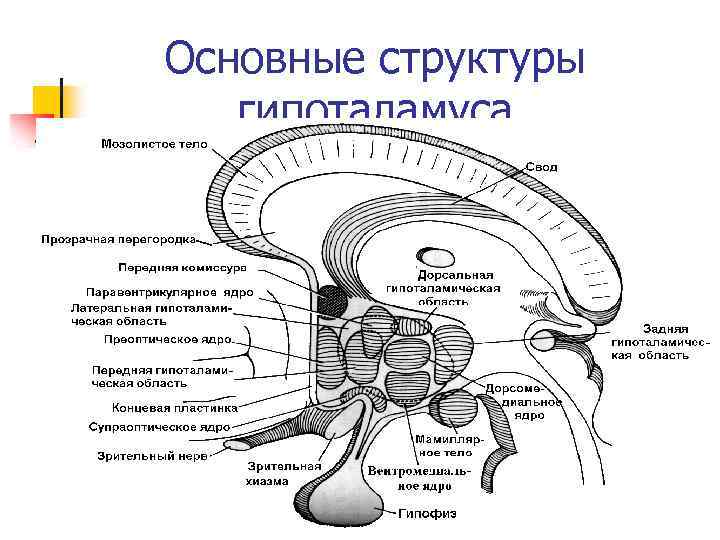 Основные структуры гипоталамуса 