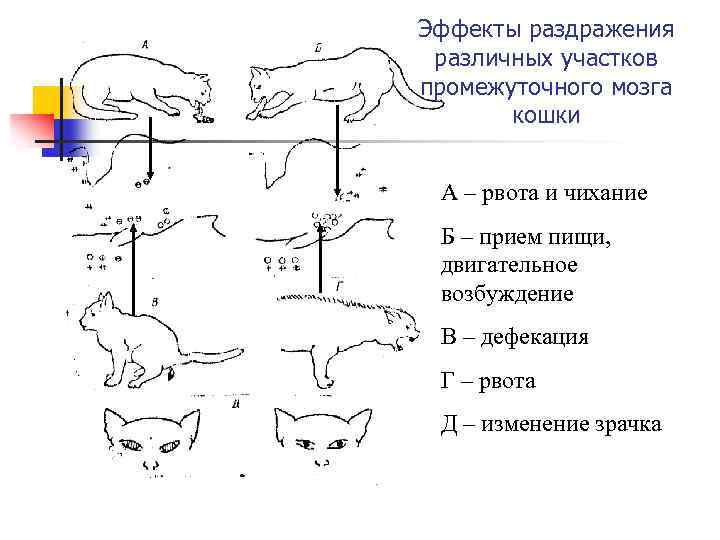 Эффекты раздражения различных участков промежуточного мозга кошки А – рвота и чихание Б –