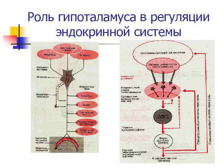 Роль гипоталамуса в регуляции эндокринной системы 