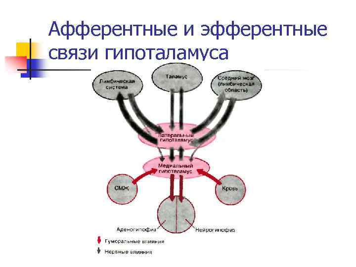 Афферентные и эфферентные связи гипоталамуса 