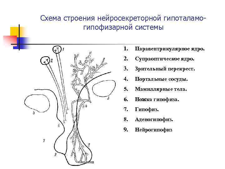 Схема строения нейросекреторной гипоталамогипофизарной системы 1. Паравентрикулярное ядро. 2. Супраоптическое ядро. 3. Зрительный перекрест.