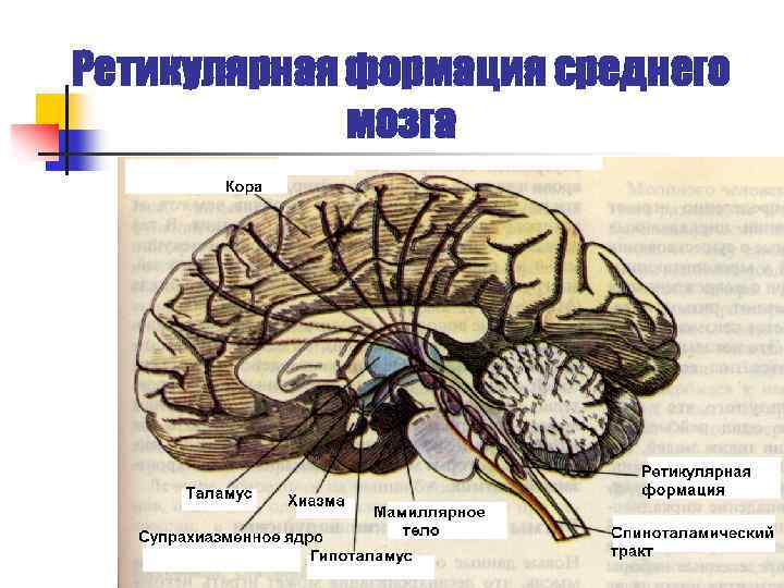 Ретикулярная формация среднего мозга 