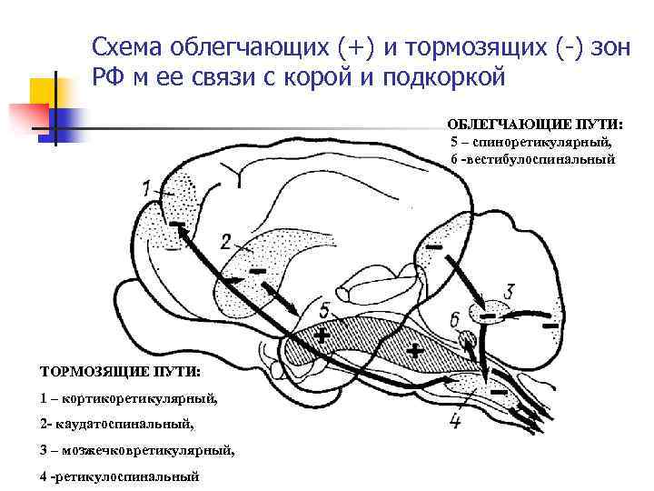 Схема облегчающих (+) и тормозящих (-) зон РФ м ее связи с корой и