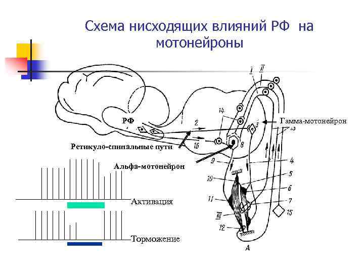 Схема нисходящих влияний РФ на мотонейроны РФ Ретикуло-спинальные пути Альфа-мотонейрон Активация Торможение Гамма-мотонейрон 