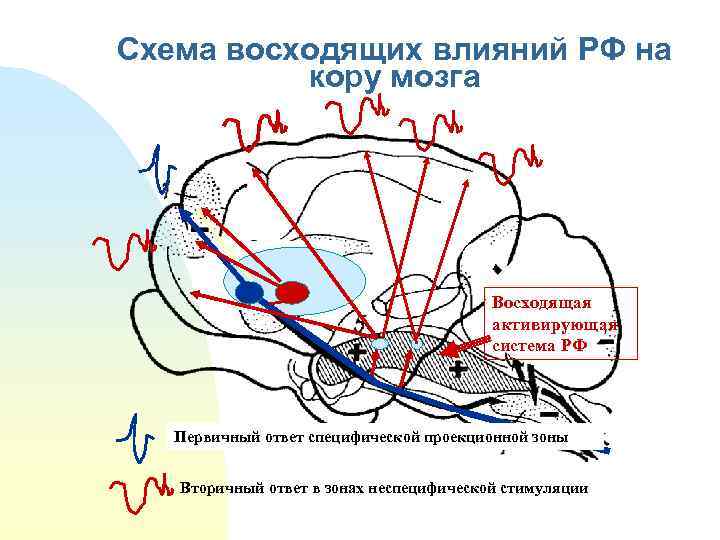 Схема восходящих влияний РФ на кору мозга Восходящая активирующая система РФ Первичный ответ специфической