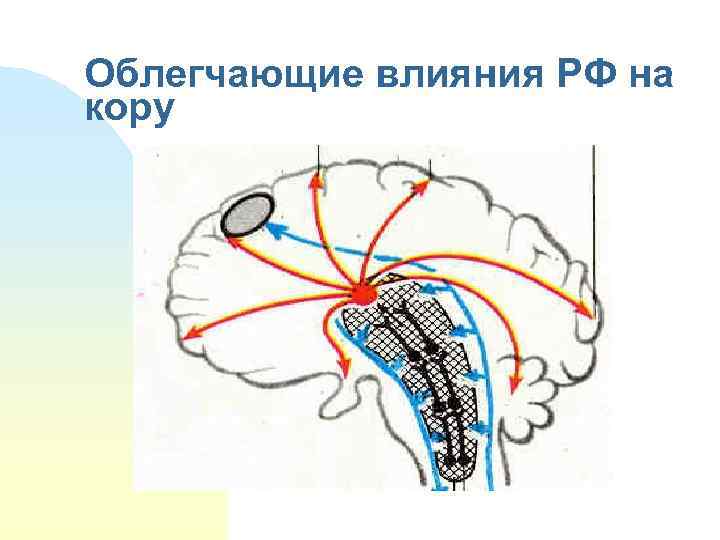 Облегчающие влияния РФ на кору 