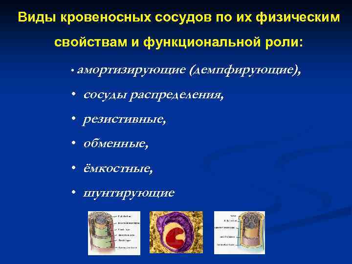 Виды кровеносных сосудов по их физическим свойствам и функциональной роли: • амортизирующие (демпфирующие), •