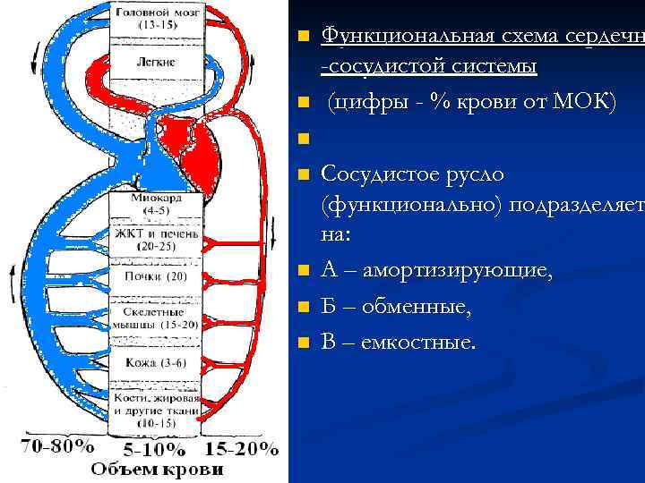 n n Функциональная схема сердечн -сосудистой системы (цифры - % крови от МОК) n
