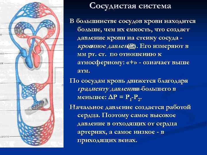 Сосудистая система В большинстве сосудов крови находится больше, чем их емкость, что создает давление