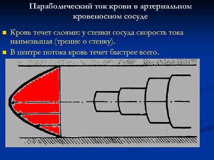 Параболический ток крови в артериальном кровеносном сосуде n n Кровь течет слоями: у стенки