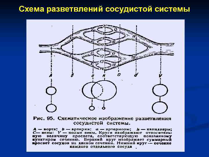 Схема разветвлений сосудистой системы 