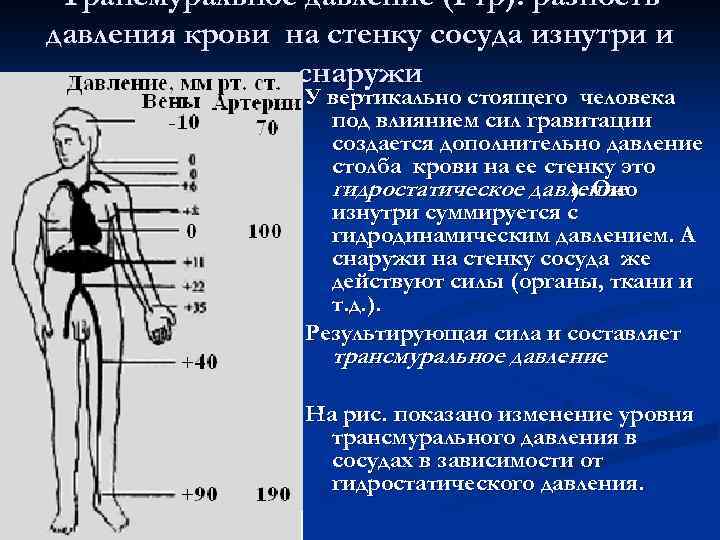 Трансмуральное давление (Ртр): разность давления крови на стенку сосуда изнутри и снаружи У вертикально