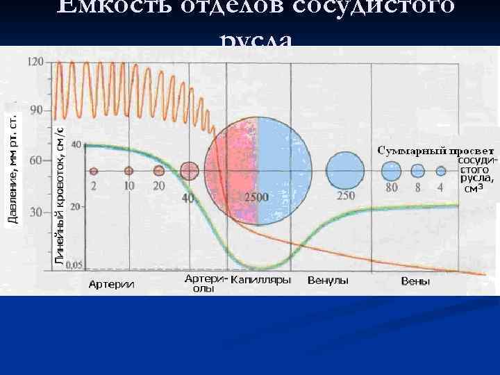Емкость отделов сосудистого русла 
