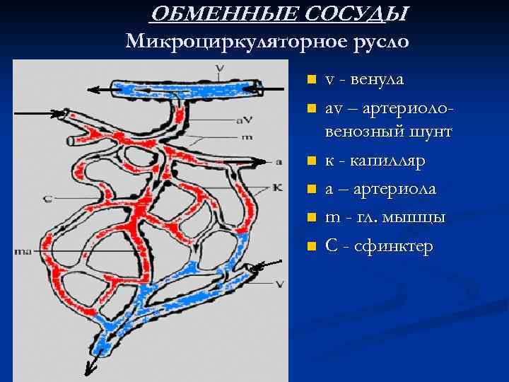 ОБМЕННЫЕ СОСУДЫ Микроциркуляторное русло n n n v - венула av – артериоловенозный шунт