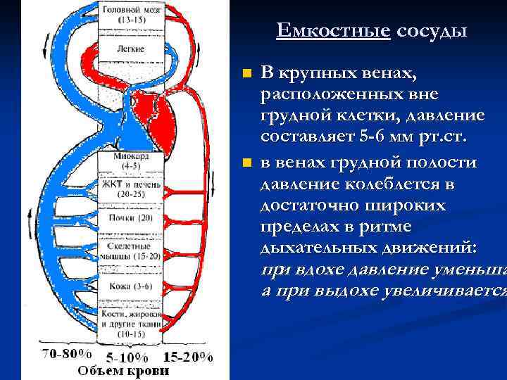 Емкостные сосуды n n В крупных венах, расположенных вне грудной клетки, давление составляет 5
