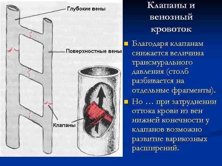 Клапаны и венозный кровоток n n Благодаря клапанам снижается величина трансмурального давления (столб разбивается