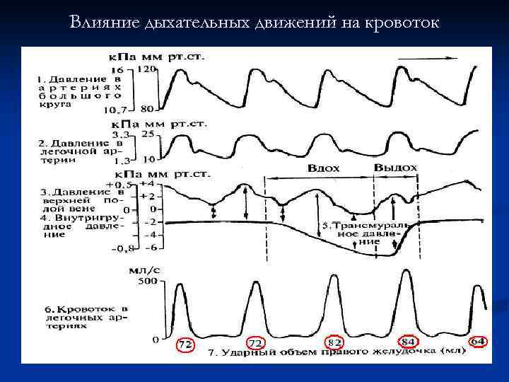 Влияние дыхательных движений на кровоток 