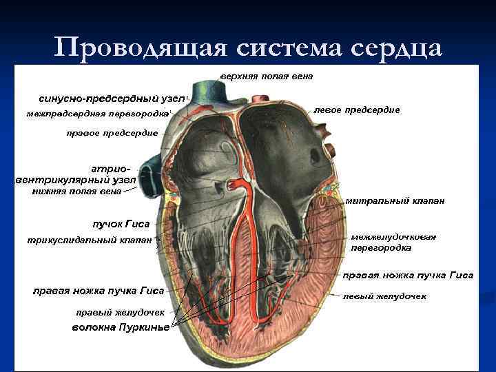 Проводящая система сердца 