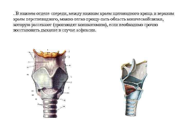 Щитовидный хрящ фото