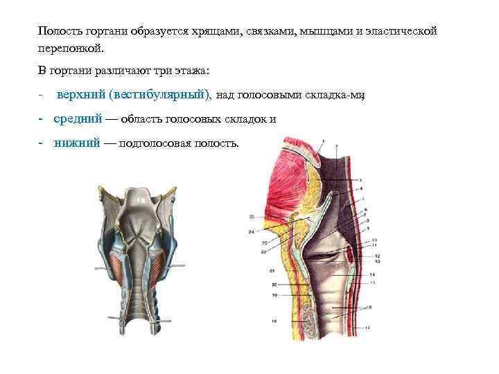 Полость гортани