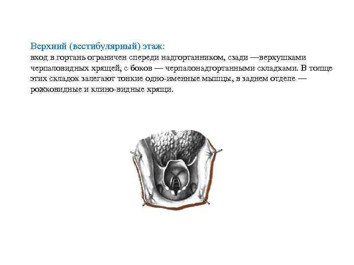 Верхний (вестибулярный) этаж: вход в гортань ограничен спереди надгортанником, сзади —верхушками черпаловидных хрящей, с