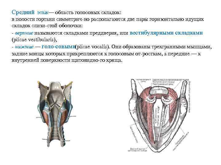 Средний этаж— область голосовых складок: в полости гортани симметрич но располагаются две пары горизонтально