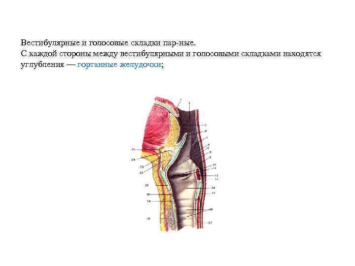 Вестибулярные и голосовые складки пар ные. С каждой стороны между вестибулярными и голосовыми складками