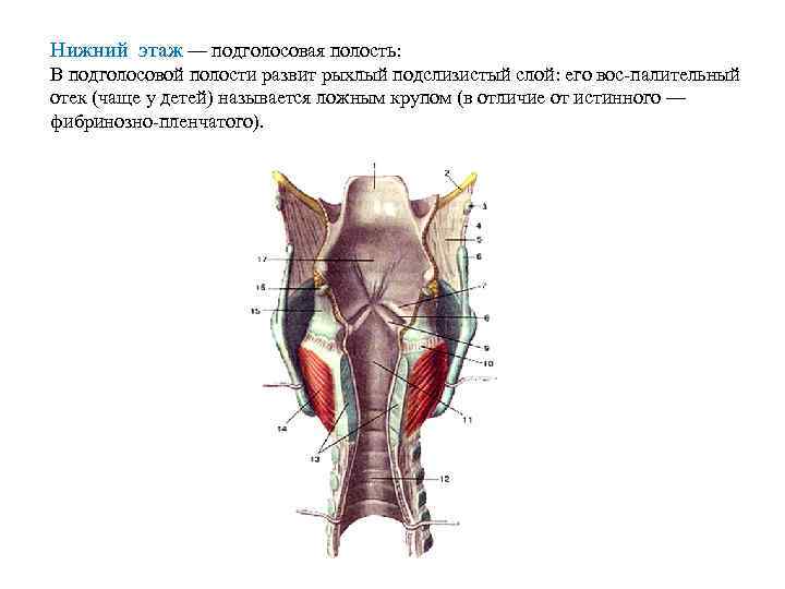 Нижний этаж — подголосовая полость: В подголосовой полости развит рыхлый подслизистый слой: его вос