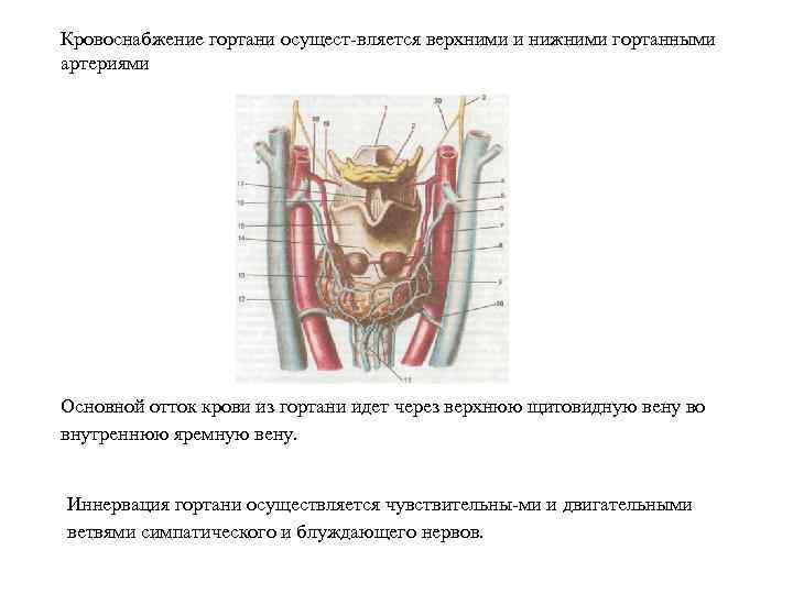 Кровоснабжение гортани осущест вляется верхними и нижними гортанными артериями Основной отток крови из гортани