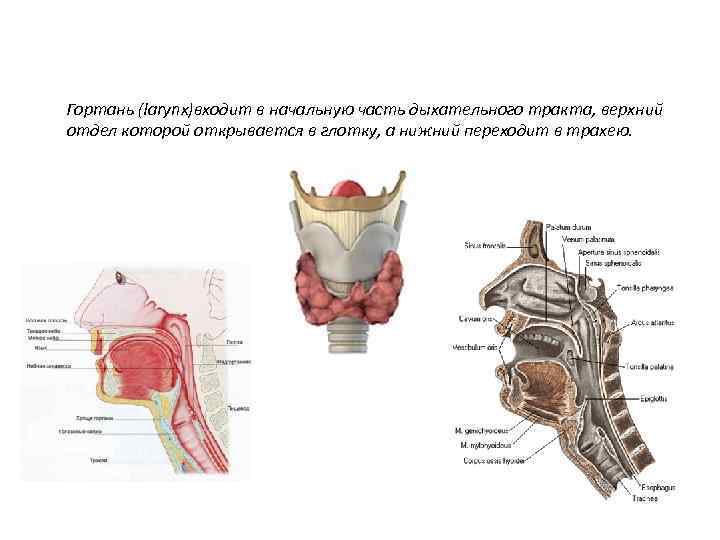 Гортань (larynx)входит в начальную часть дыхательного тракта, верхний отдел которой открывается в глотку, а