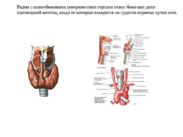 Узел в левой доле щитовидной. Боковые доли щитовидной железы. Доли щитовидной железы гортань. Задняя поверхность долей щитовидной железы.